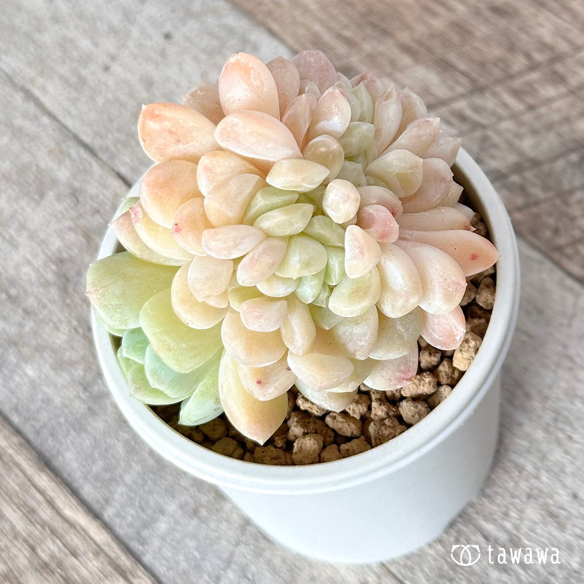 Echeveria &