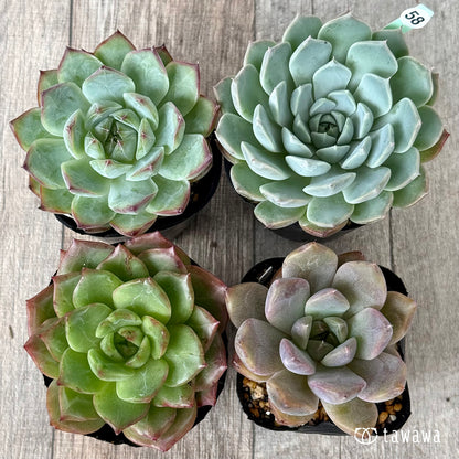 6-seedling set (Chanhee Farm) [Tawawa House seedlings]