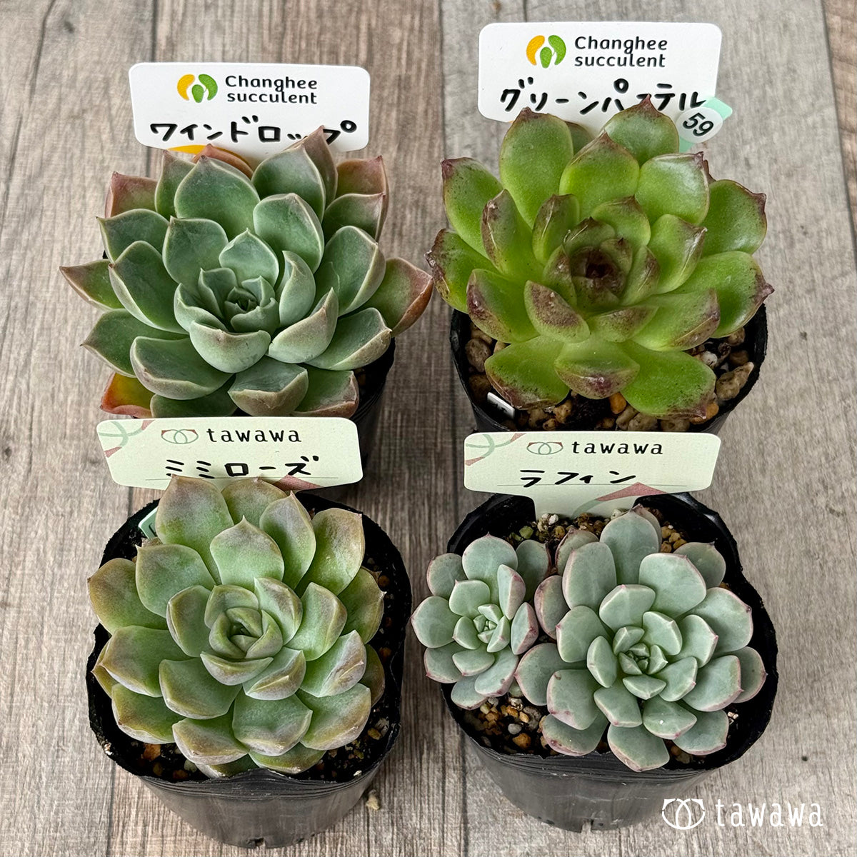 6-seedling set (Chanhee Farm) [Tawawa House seedlings]