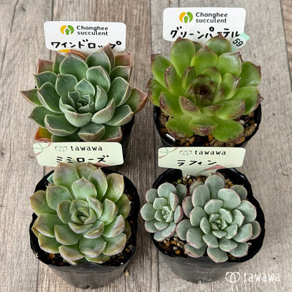 6-seedling set (Chanhee Farm) [Tawawa House seedlings]