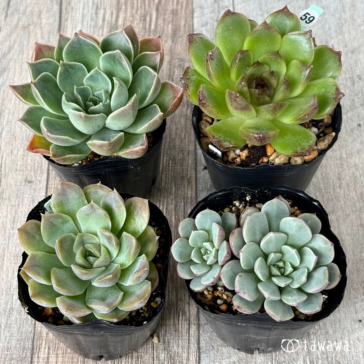 6-seedling set (Chanhee Farm) [Tawawa House seedlings]