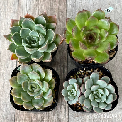 6-seedling set (Chanhee Farm) [Tawawa House seedlings]