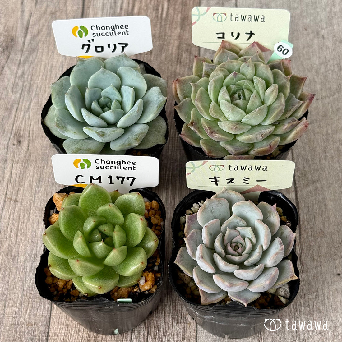 6-seedling set (Chanhee Farm) [Tawawa House seedlings]