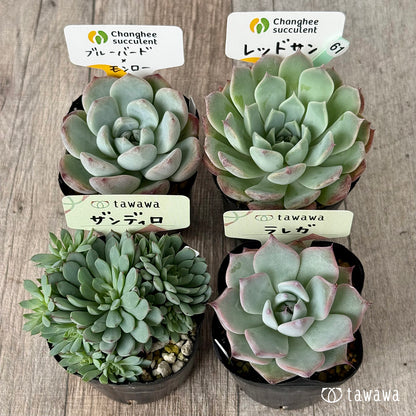 6-seedling set (Chanhee Farm) [Tawawa House seedlings]