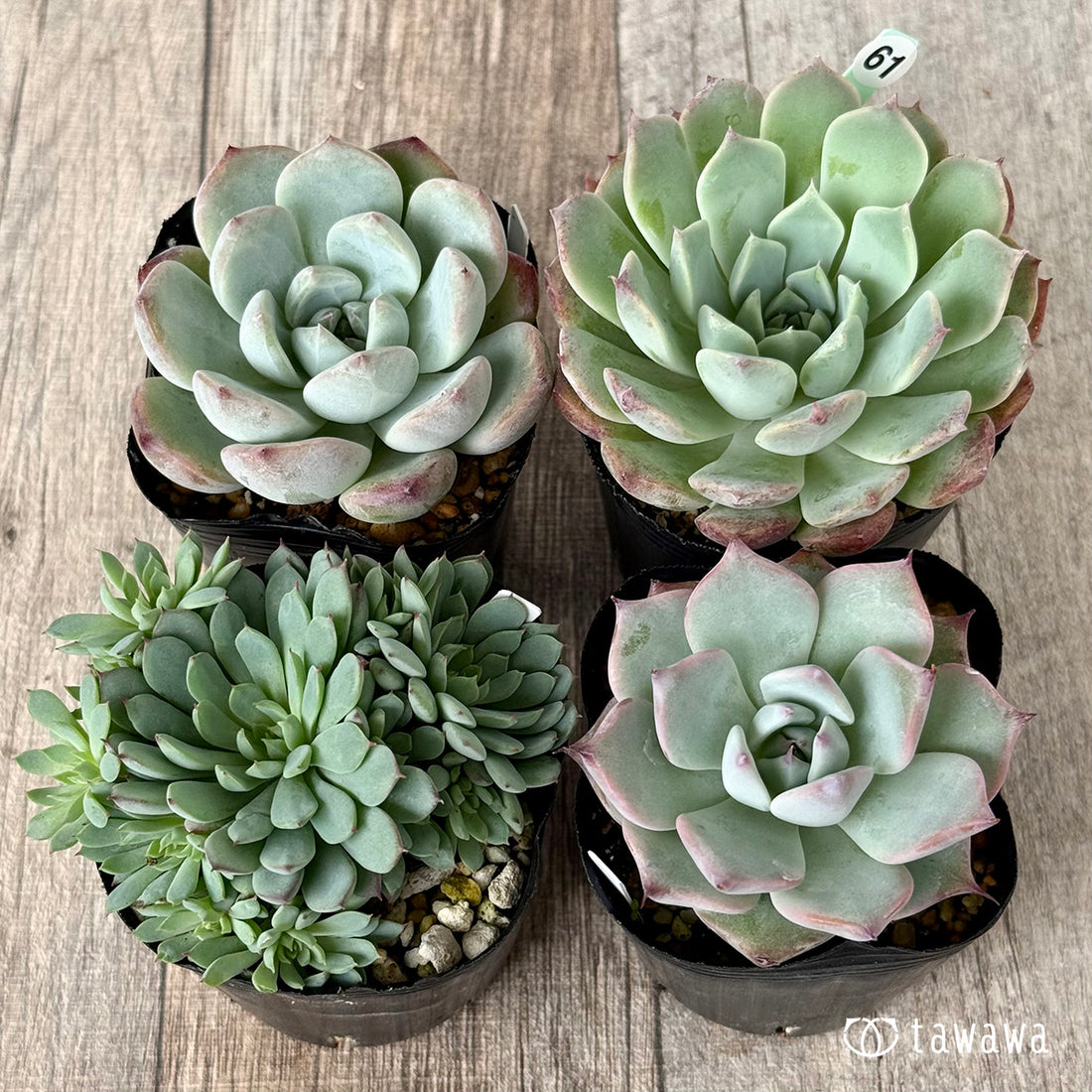 6-seedling set (Chanhee Farm) [Tawawa House seedlings]
