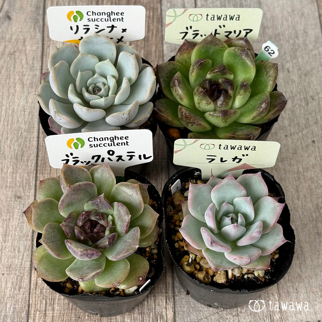 6-seedling set (Chanhee Farm) [Tawawa House seedlings]