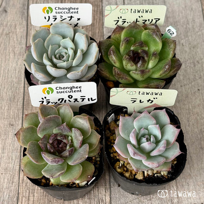 6-seedling set (Chanhee Farm) [Tawawa House seedlings]