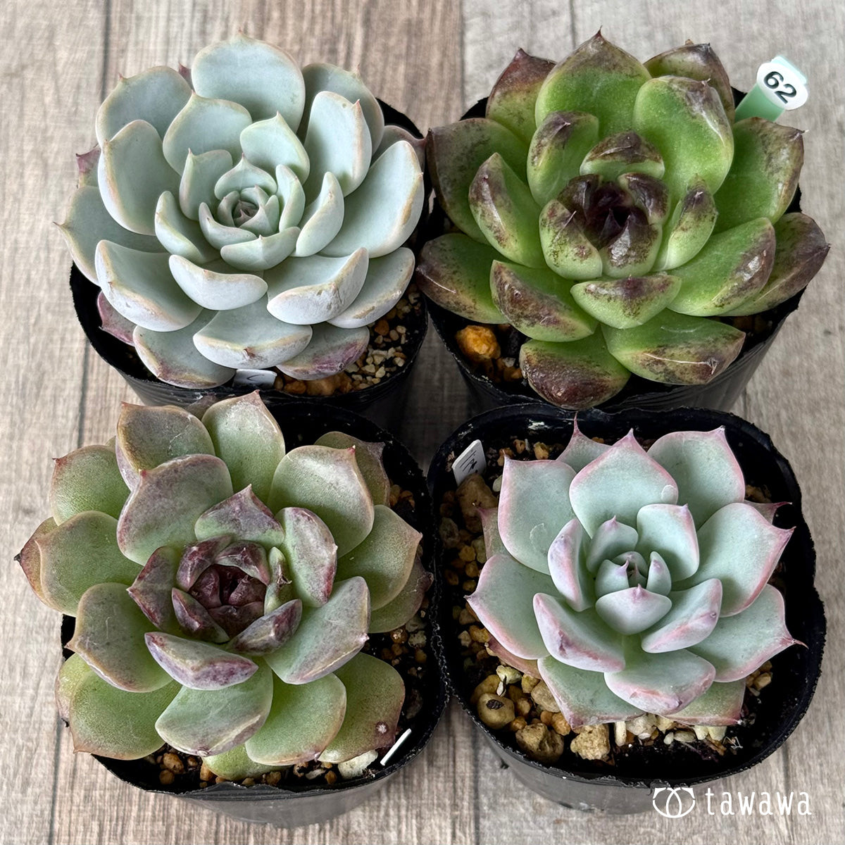 6-seedling set (Chanhee Farm) [Tawawa House seedlings]