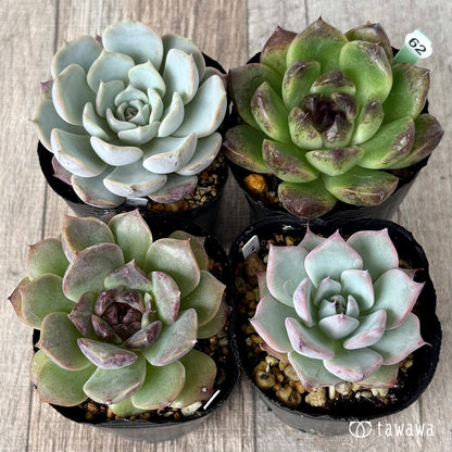 6-seedling set (Chanhee Farm) [Tawawa House seedlings]