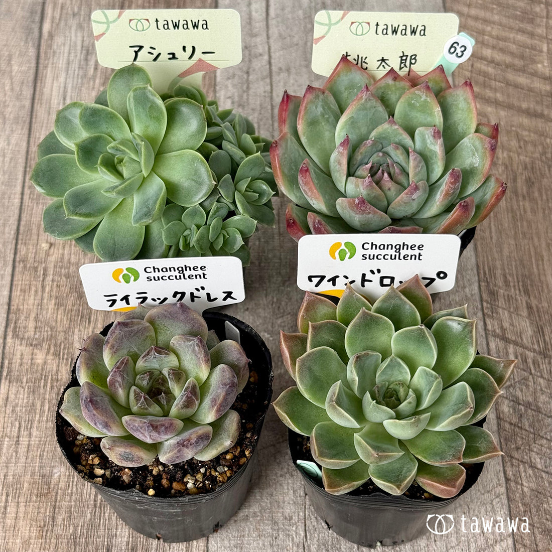 6-seedling set (Chanhee Farm) [Tawawa House seedlings]