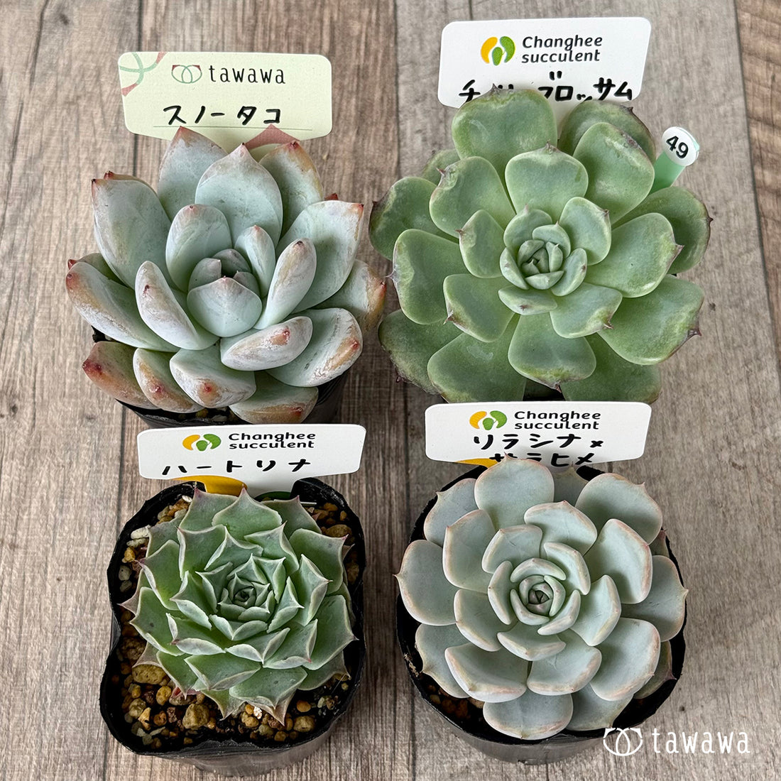 6-seedling set (Chanhee Farm) [Tawawa House seedlings]