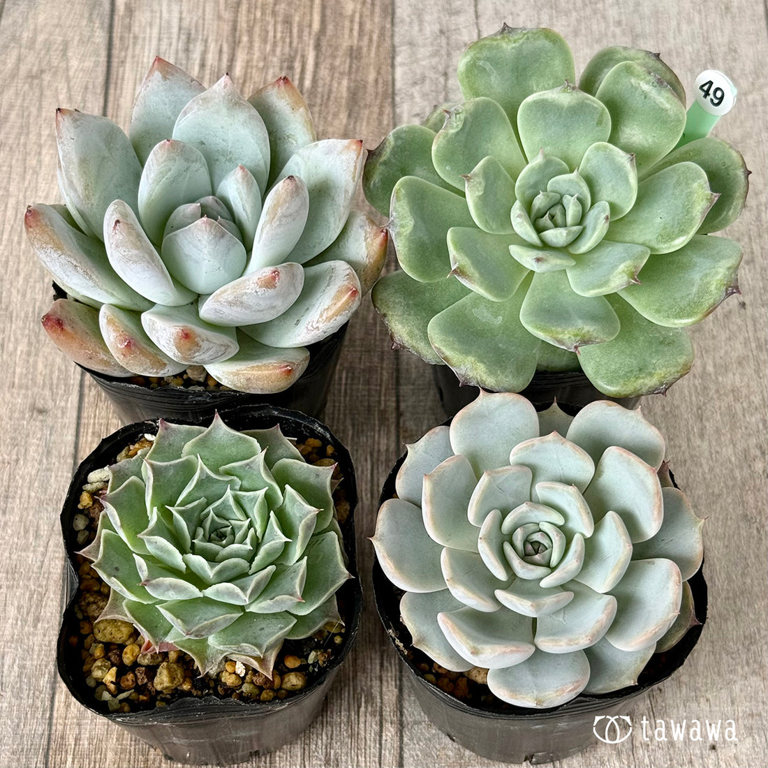 6-seedling set (Chanhee Farm) [Tawawa House seedlings]