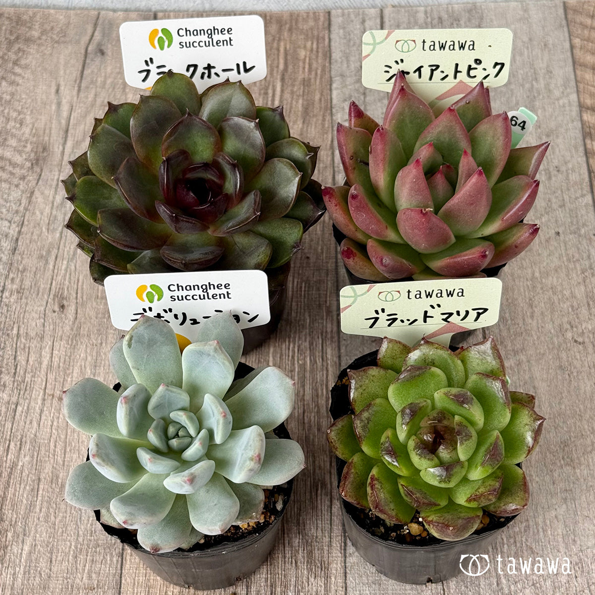 6-seedling set (Chanhee Farm) [Tawawa House seedlings]