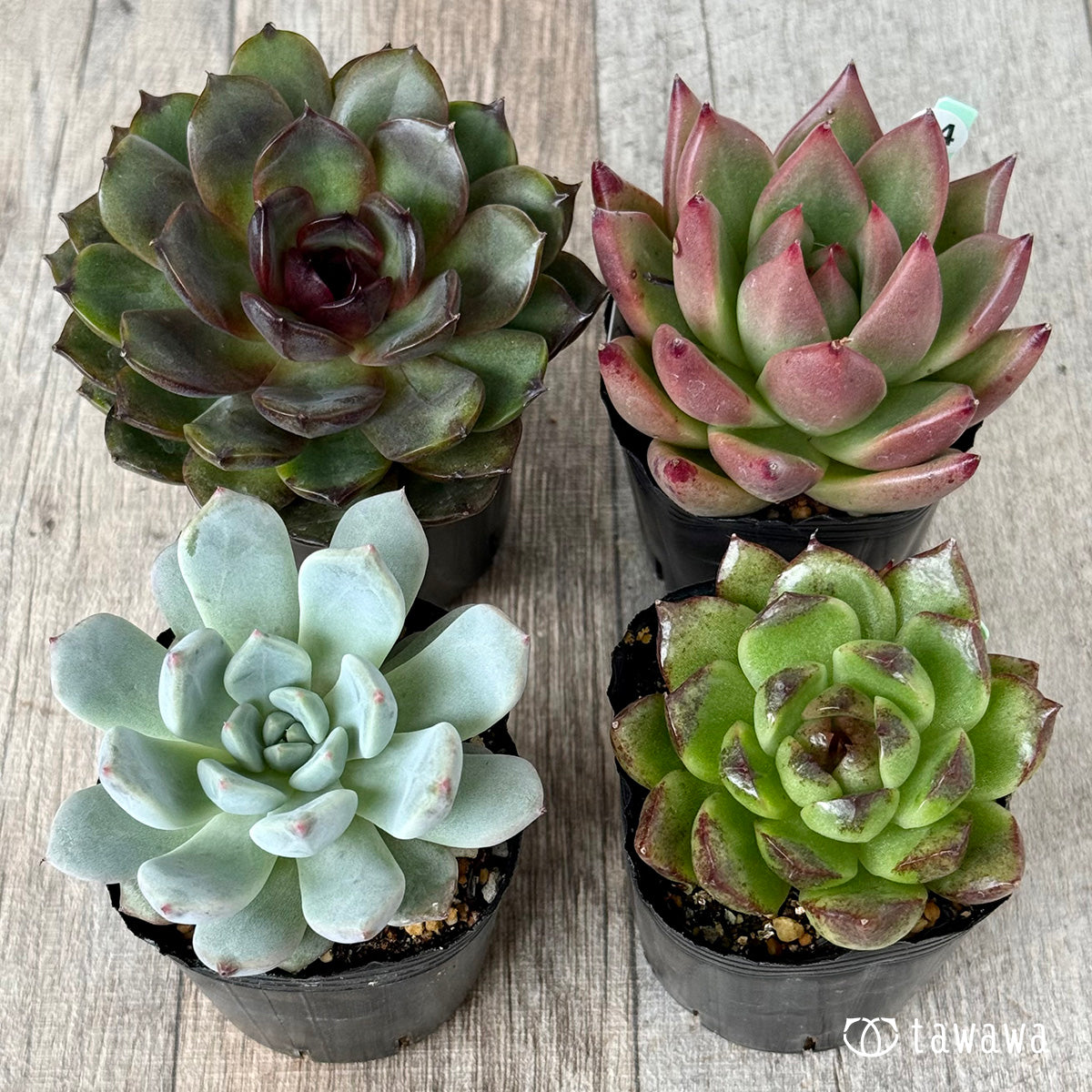 6-seedling set (Chanhee Farm) [Tawawa House seedlings]