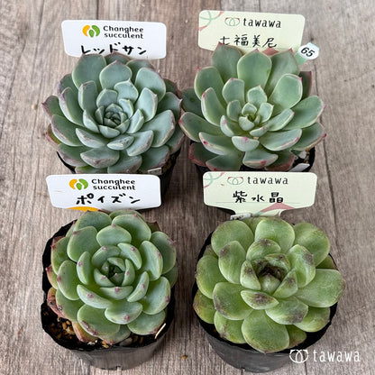 6-seedling set (Chanhee Farm) [Tawawa House seedlings]