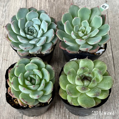 6-seedling set (Chanhee Farm) [Tawawa House seedlings]