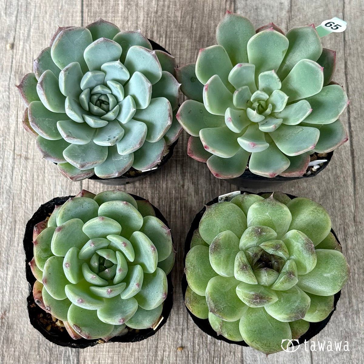 6-seedling set (Chanhee Farm) [Tawawa House seedlings]