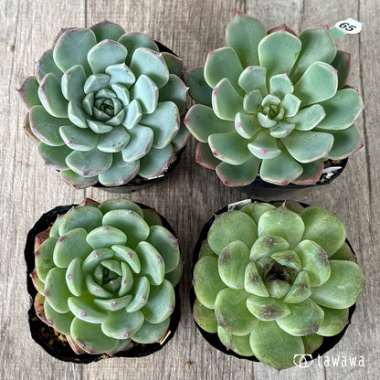 6-seedling set (Chanhee Farm) [Tawawa House seedlings]