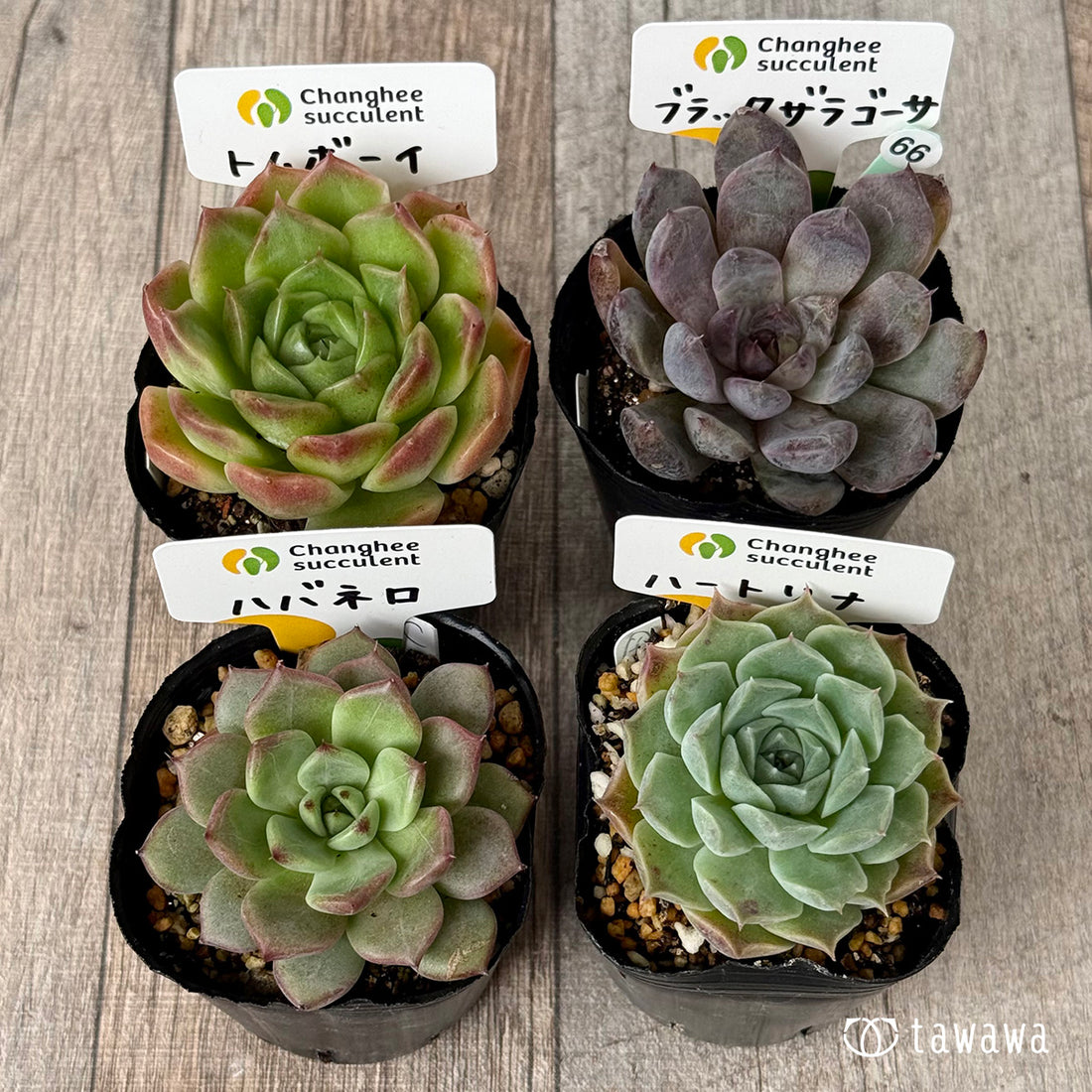 6-seedling set (Chanhee Farm) [Tawawa House seedlings]