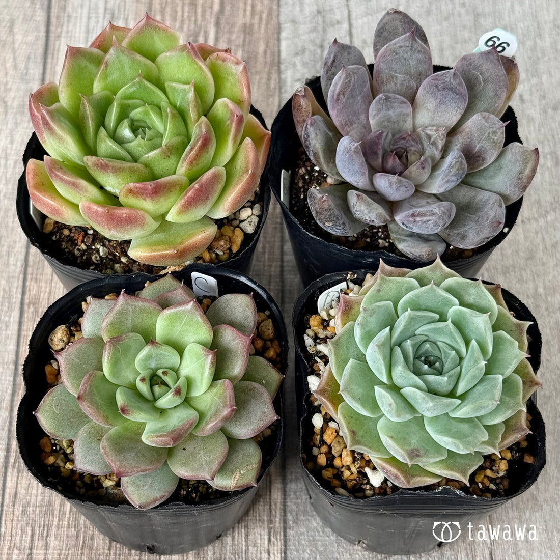 6-seedling set (Chanhee Farm) [Tawawa House seedlings]