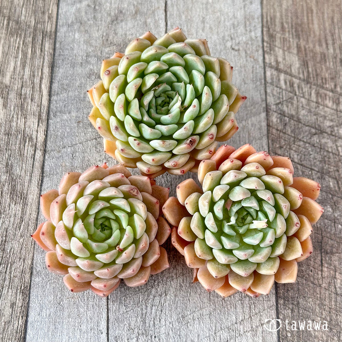 ハリス×ハートチョイス(チャンヒー農園苗)