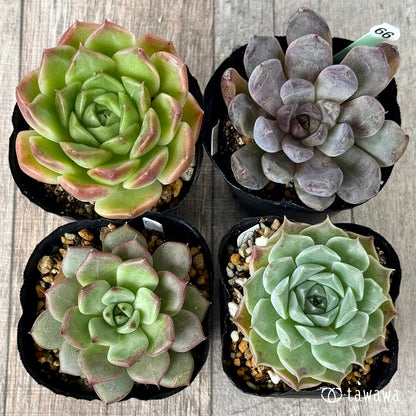 6-seedling set (Chanhee Farm) [Tawawa House seedlings]