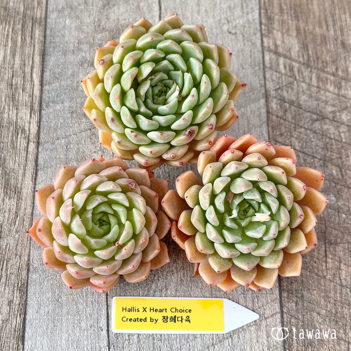 Echeveria – tagged 