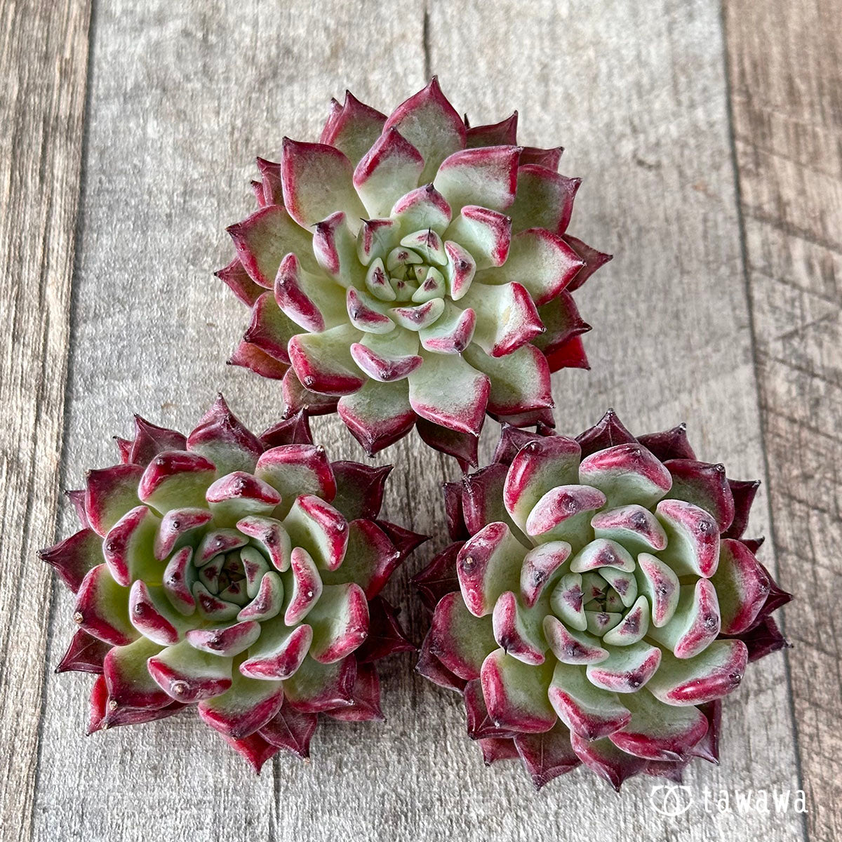 Sarahiime x Romeo Rubin (Changhee Farm Seedlings)