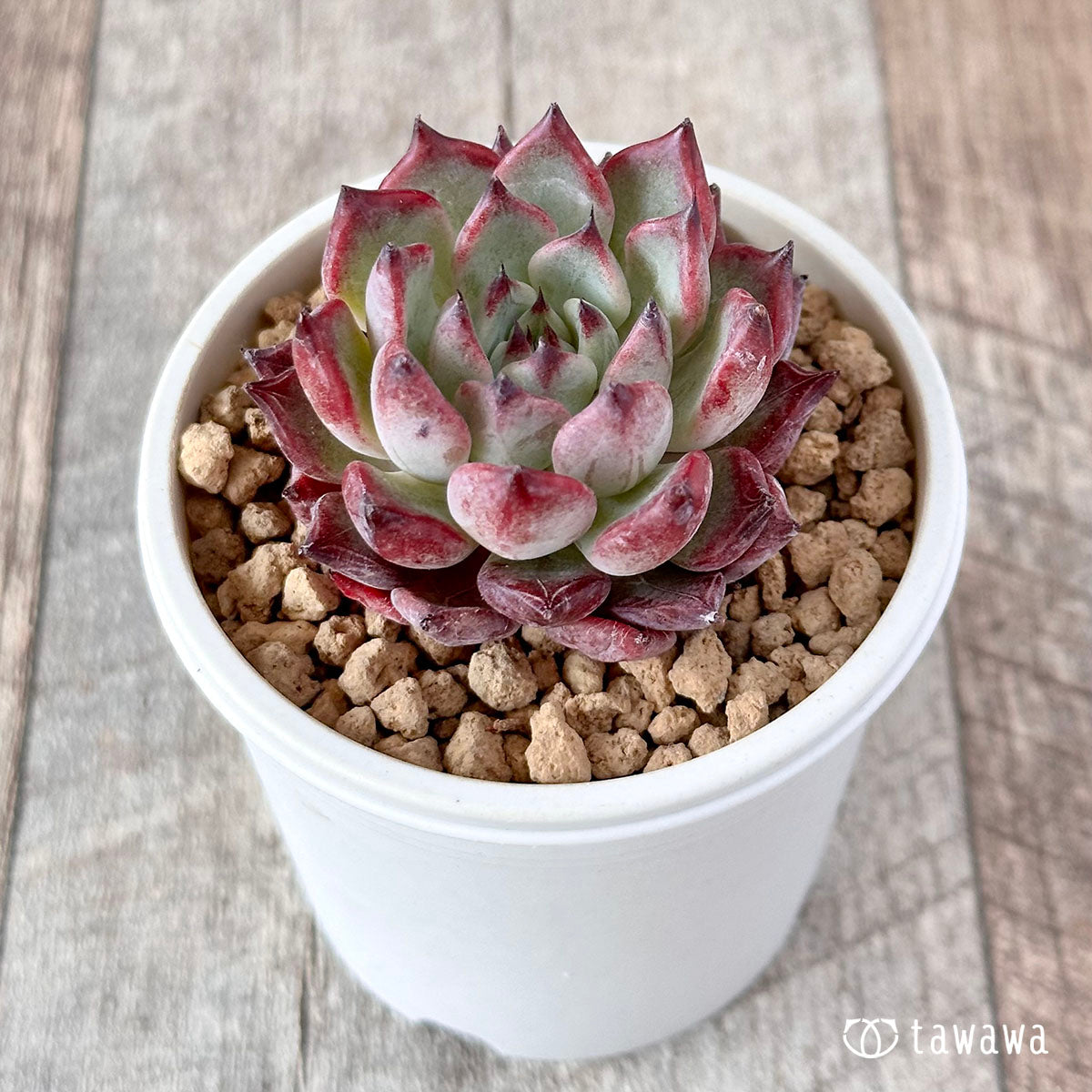 Sarahiime x Romeo Rubin (Changhee Farm Seedlings)