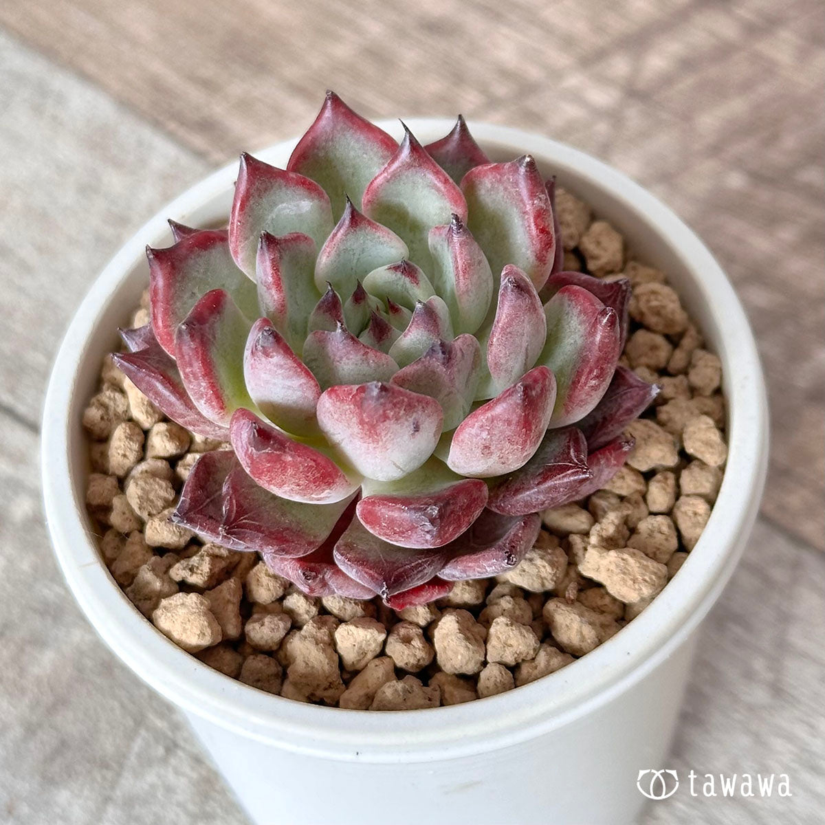 Sarahiime x Romeo Rubin (Changhee Farm Seedlings)