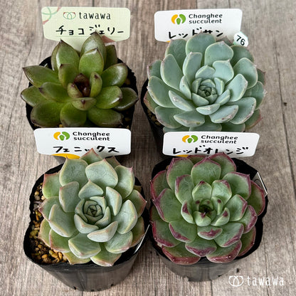 《 076 》4苗セット【tawawaハウス苗】