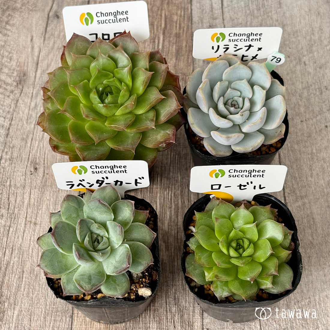 6-seedling set (Chanhee Farm) [Tawawa House seedlings]