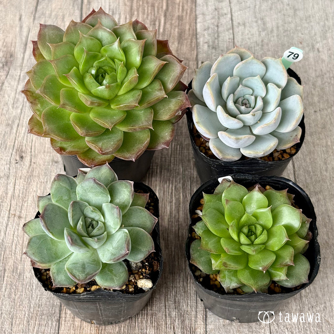 6-seedling set (Chanhee Farm) [Tawawa House seedlings]