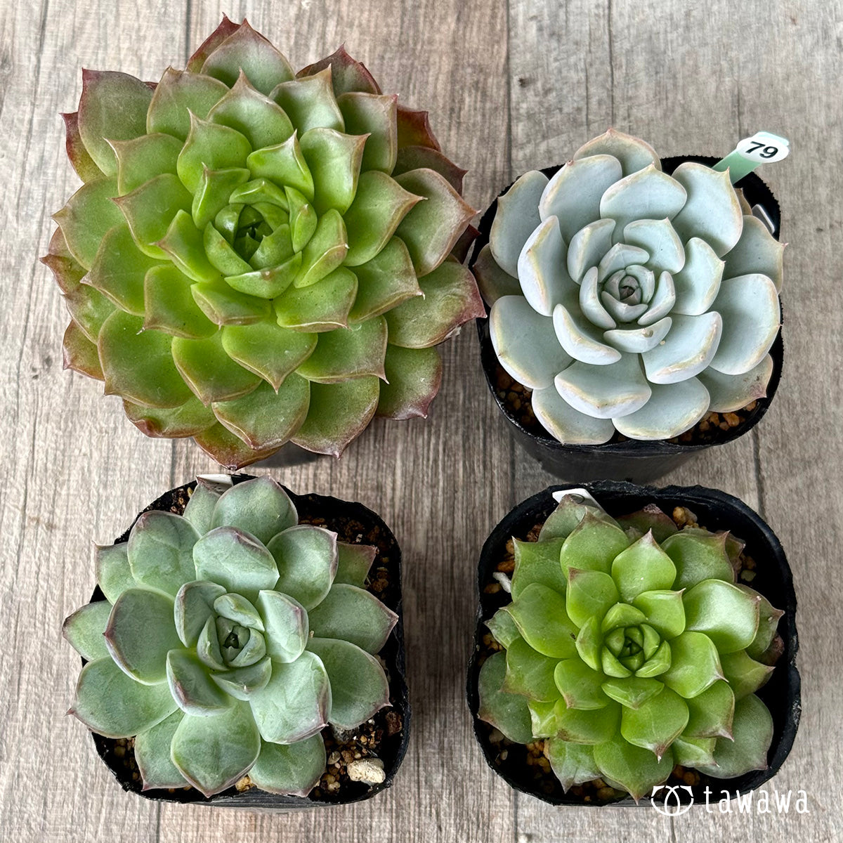 6-seedling set (Chanhee Farm) [Tawawa House seedlings]