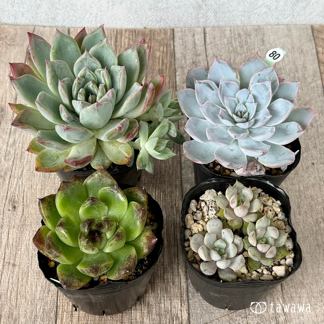 6-seedling set (Chanhee Farm) [Tawawa House seedlings]