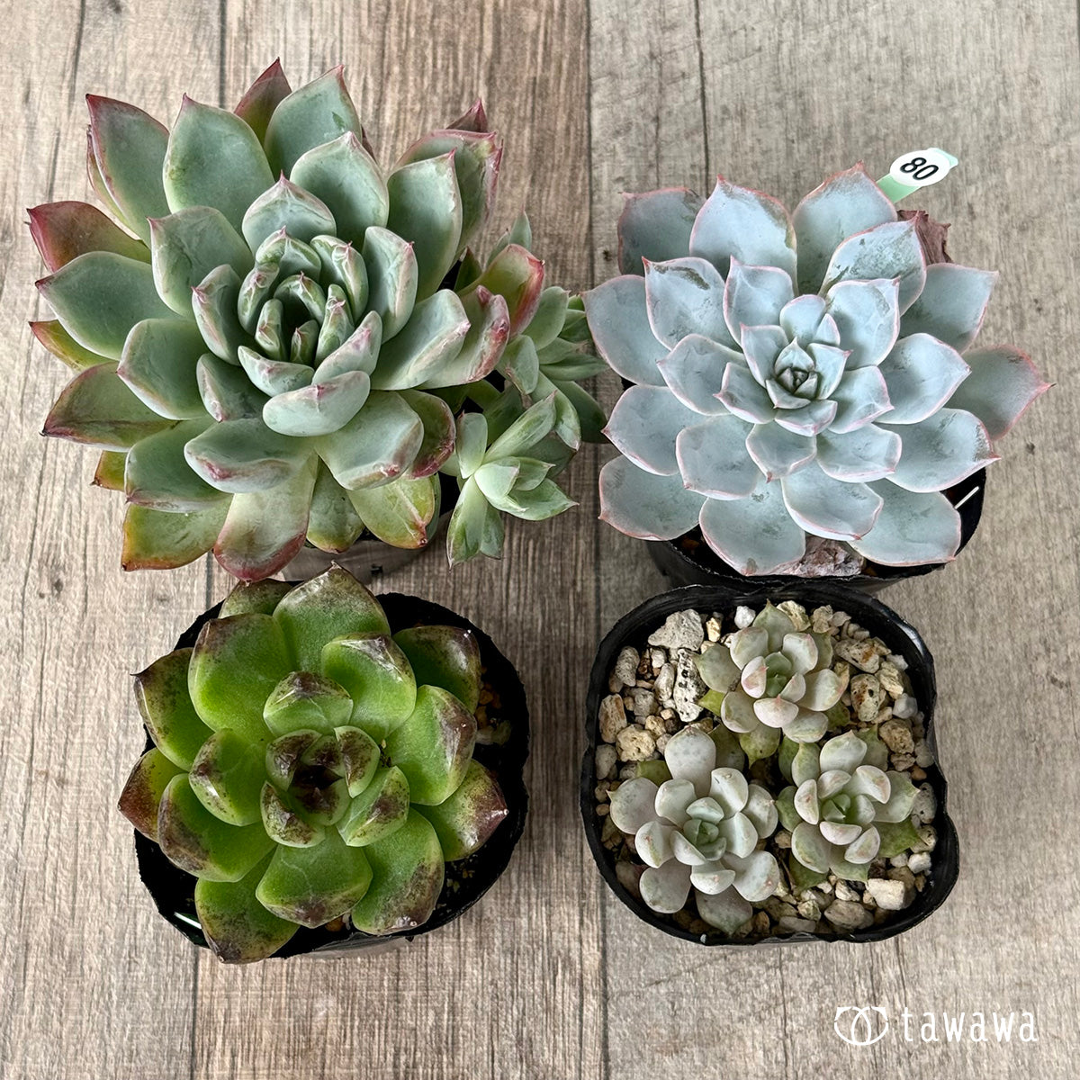 6-seedling set (Chanhee Farm) [Tawawa House seedlings]