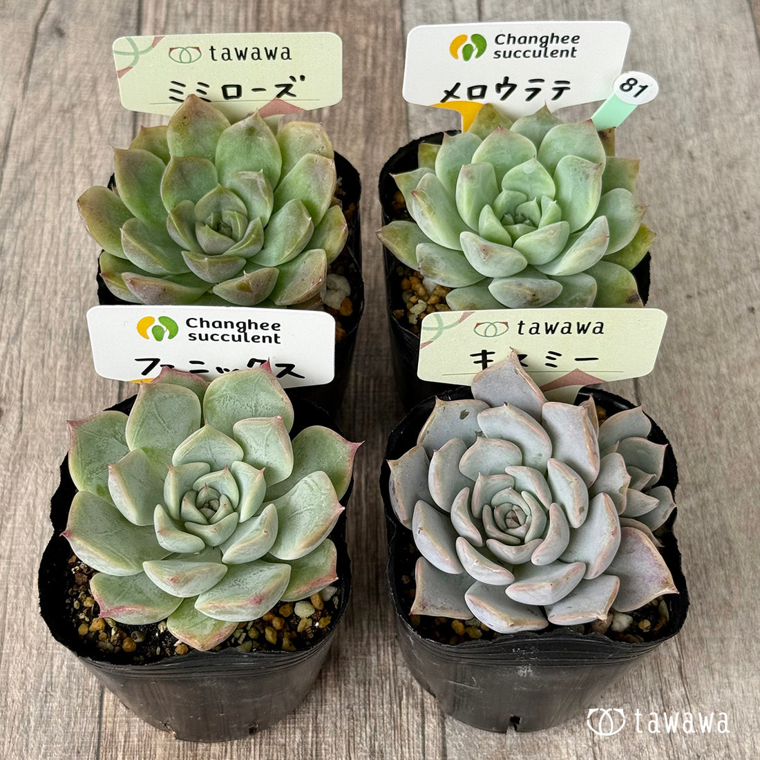6-seedling set (Chanhee Farm) [Tawawa House seedlings]