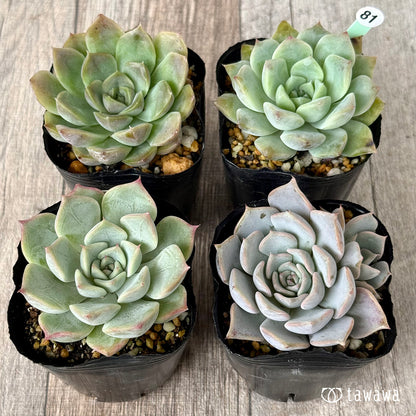 6-seedling set (Chanhee Farm) [Tawawa House seedlings]
