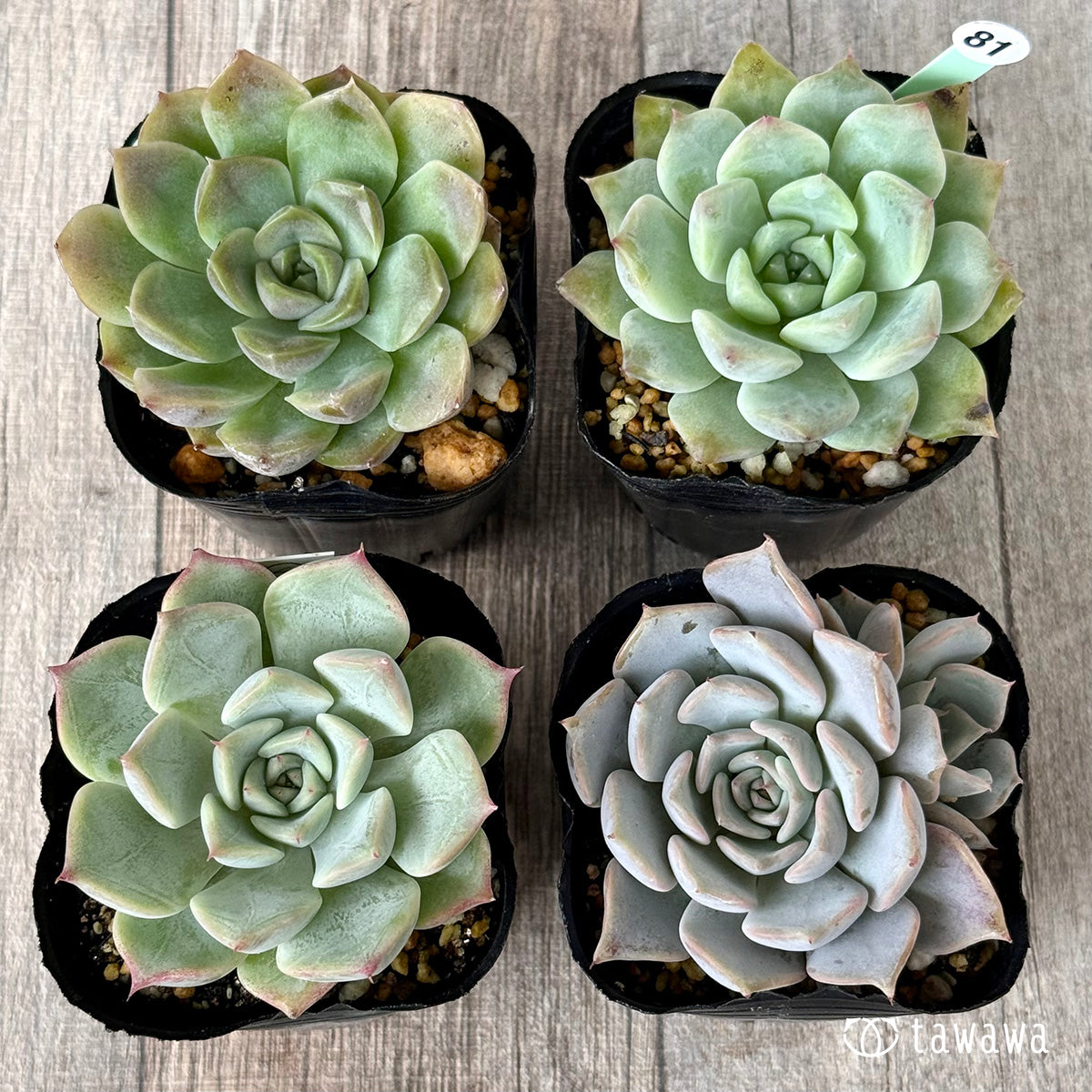 6-seedling set (Chanhee Farm) [Tawawa House seedlings]