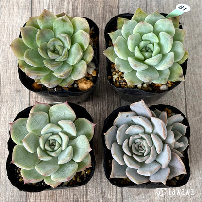 6-seedling set (Chanhee Farm) [Tawawa House seedlings]