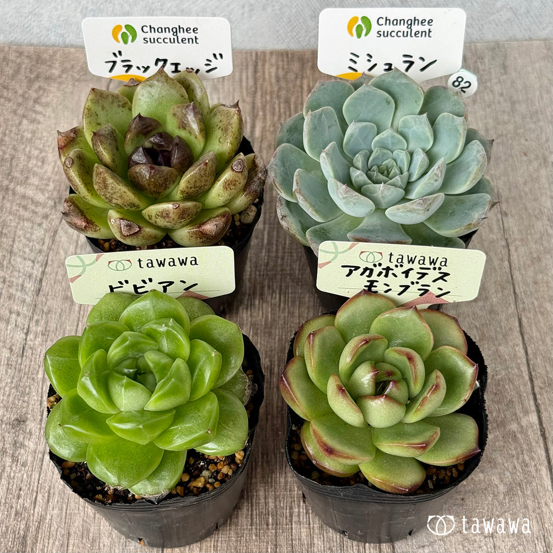 6-seedling set (Chanhee Farm) [Tawawa House seedlings]