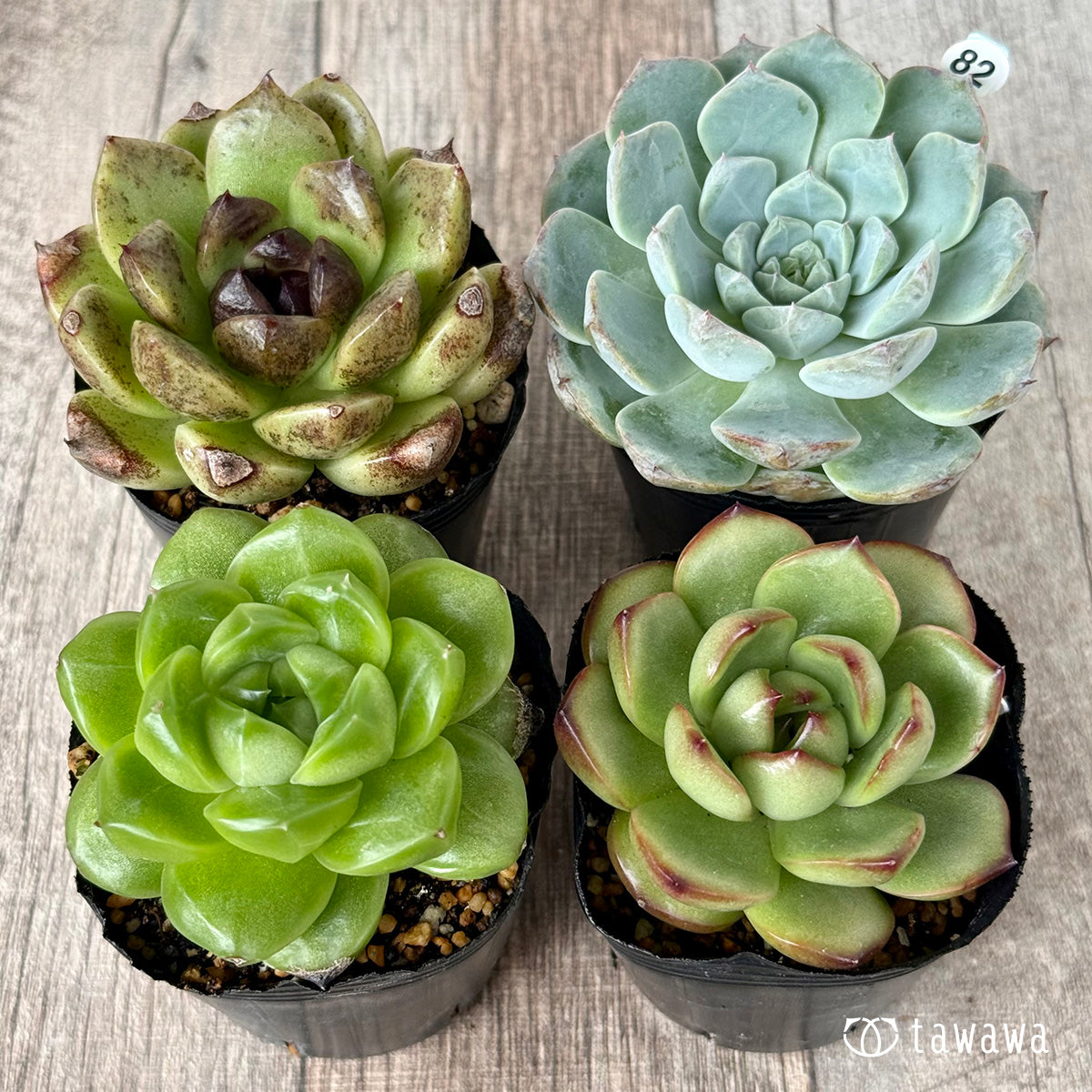 6-seedling set (Chanhee Farm) [Tawawa House seedlings]