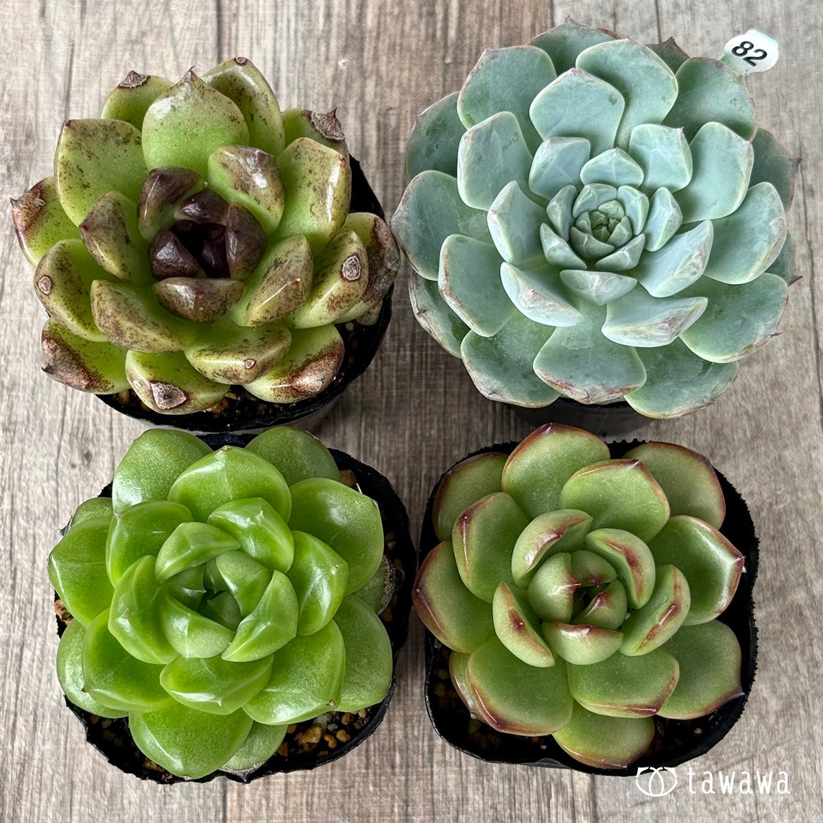 6-seedling set (Chanhee Farm) [Tawawa House seedlings]