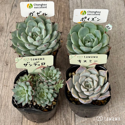 6-seedling set (Chanhee Farm) [Tawawa House seedlings]