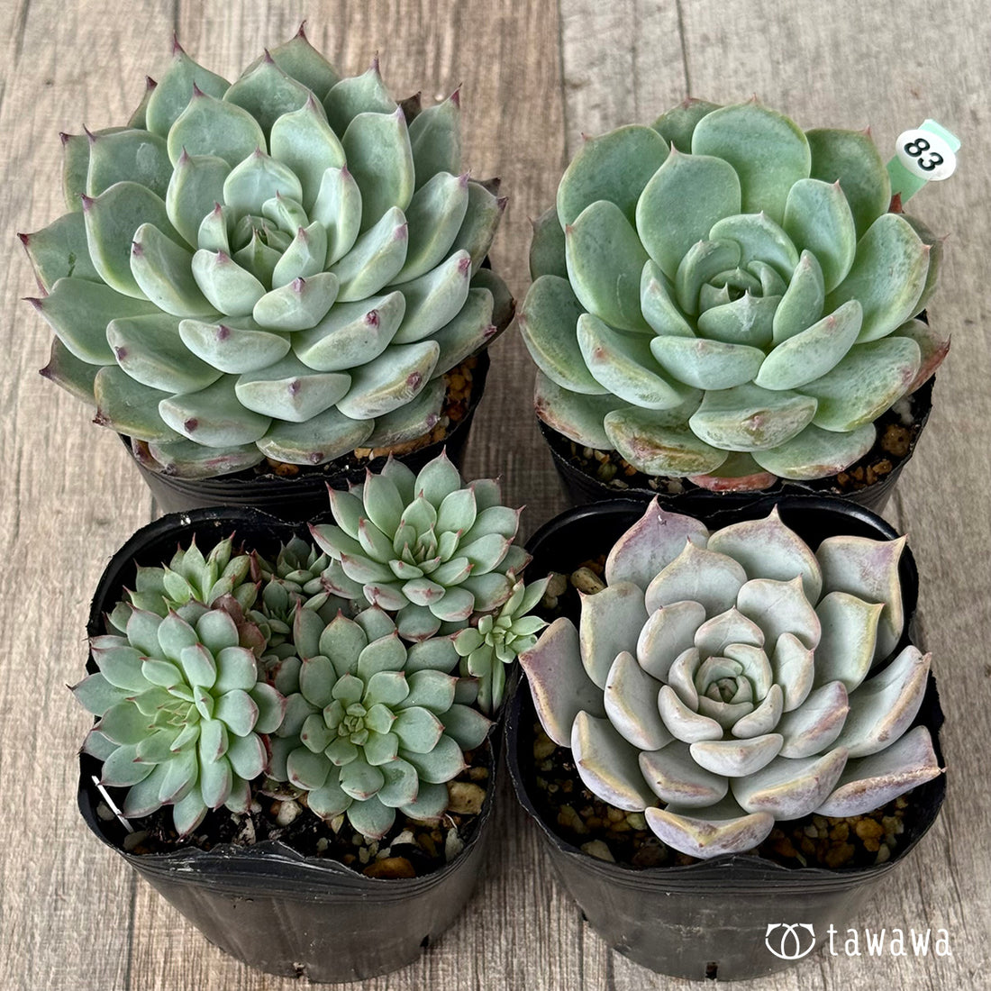6-seedling set (Chanhee Farm) [Tawawa House seedlings]