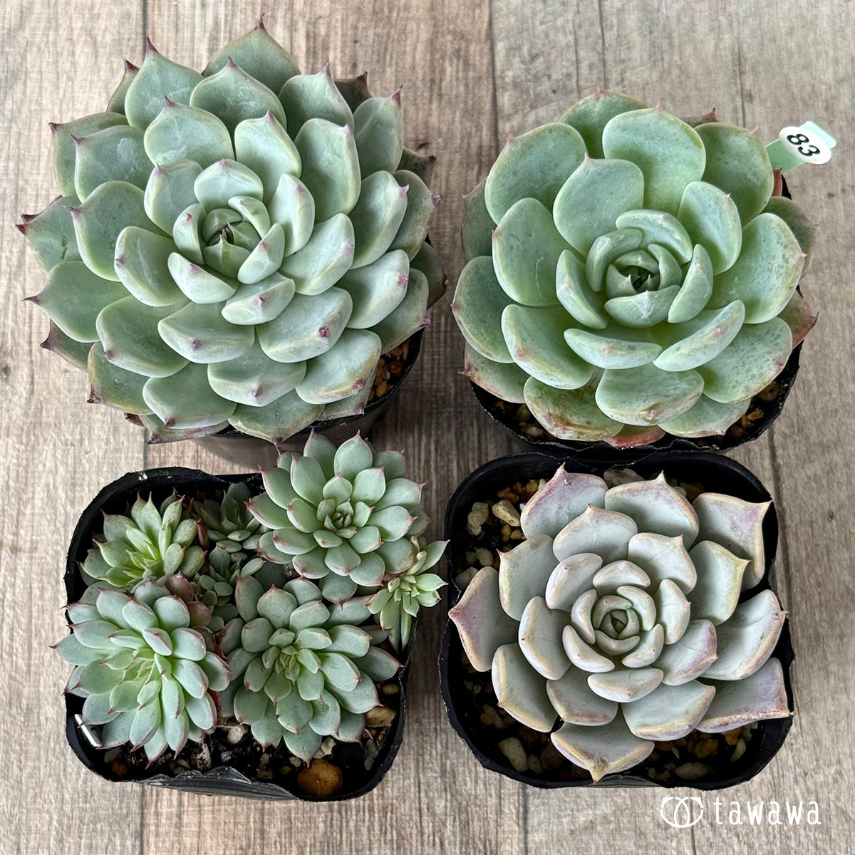 6-seedling set (Chanhee Farm) [Tawawa House seedlings]