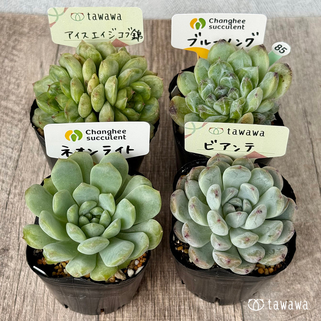 6-seedling set (Chanhee Farm) [Tawawa House seedlings]