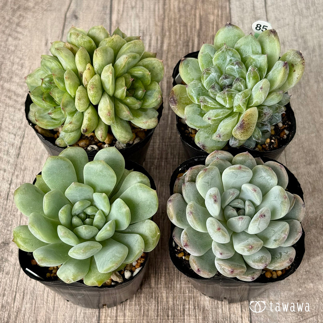 6-seedling set (Chanhee Farm) [Tawawa House seedlings]