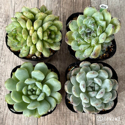 6-seedling set (Chanhee Farm) [Tawawa House seedlings]