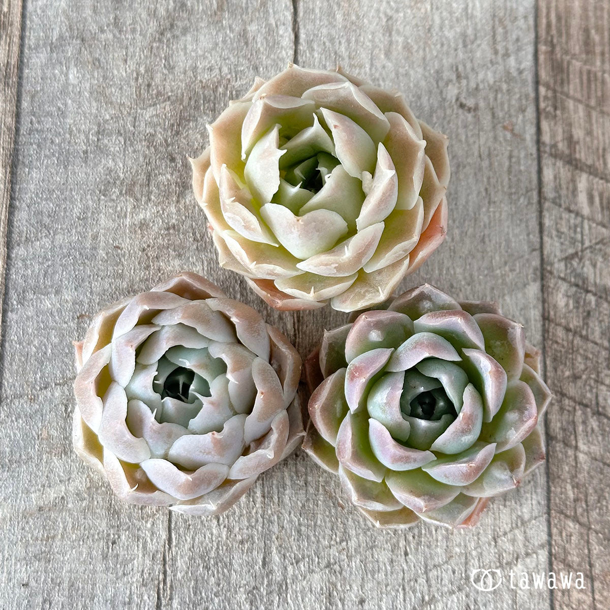 Echeveria – tagged 